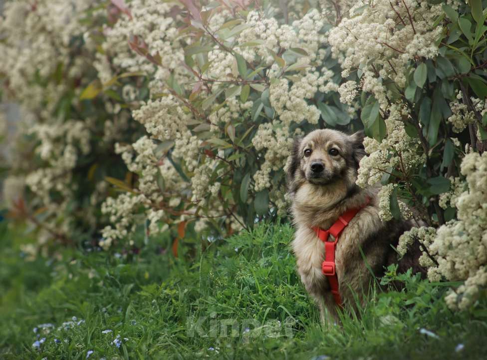 Собаки в Москве: Шикарный Сингер ищет дом Мальчик, Бесплатно - фото 2