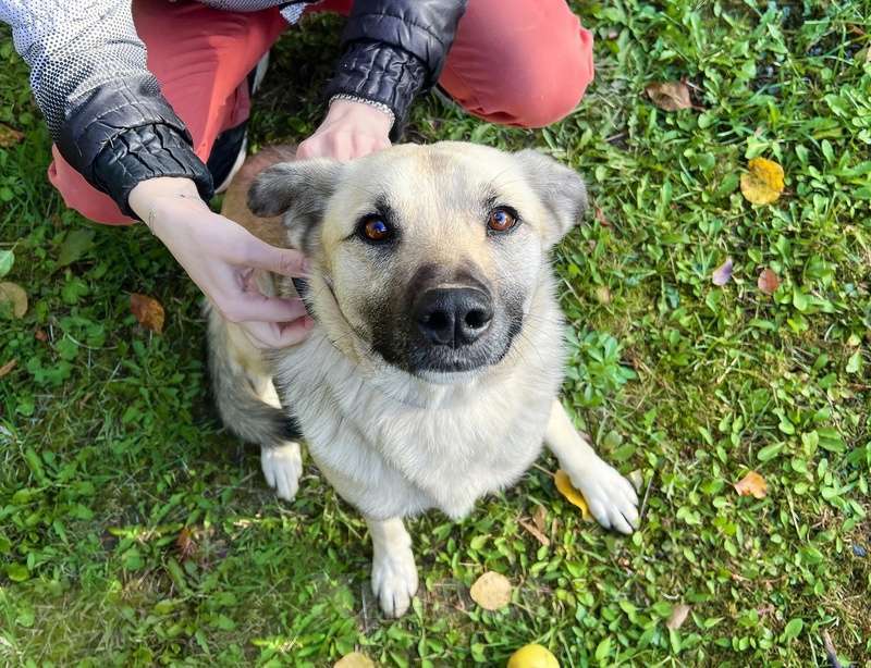 Собаки в Москве: Молодой небольшой чудесный пёсик Люмос в добрые руки Мальчик, Бесплатно - фото 4