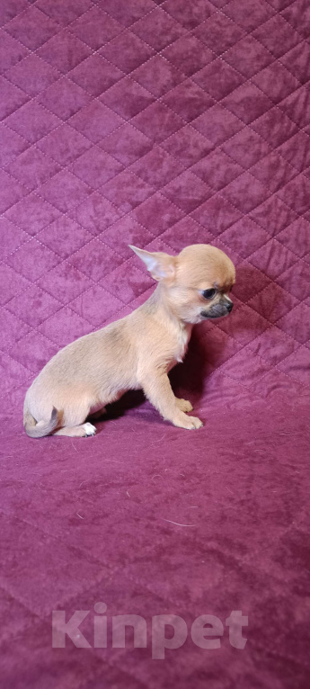 Собаки в Москве: Микро Кнопочка Девочка, 85 000 руб. - фото 6