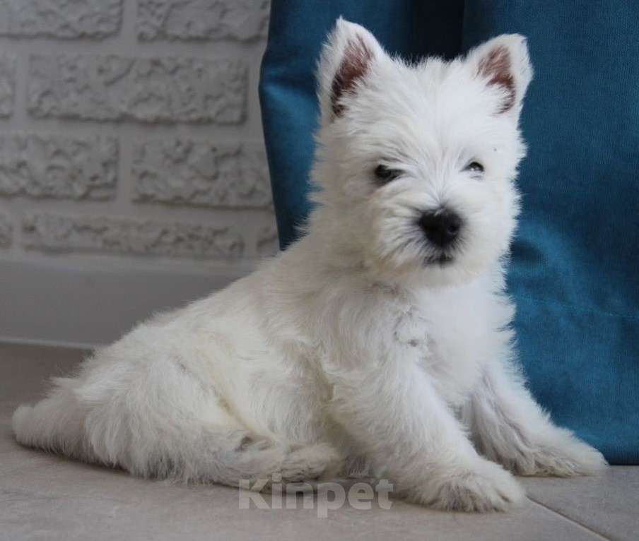 Собаки в Москве: Самая милая девочка Девочка, Бесплатно - фото 4