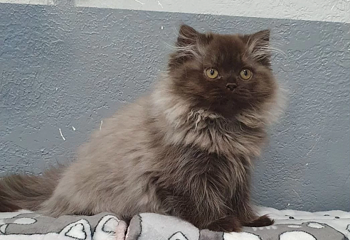 Британский длинношестный котенок