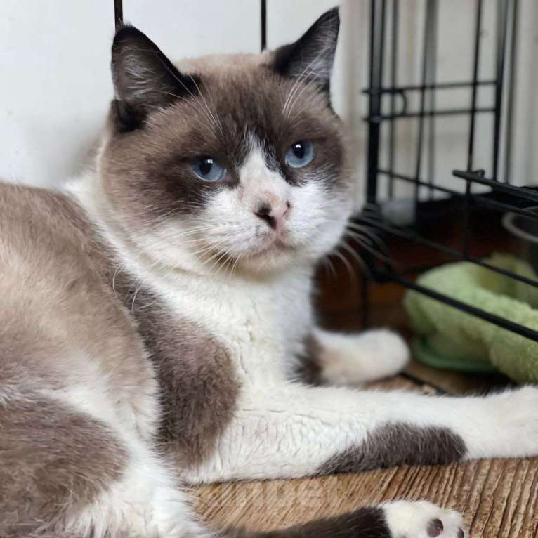 Кошки в Москве: Рэя предал хозяин 💔 Мальчик, Бесплатно - фото 3