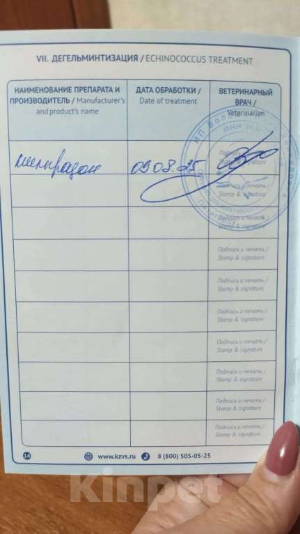 Собаки в Пятигорске: Бишон фризе продаётся девочка Девочка, 50 000 руб. - фото 7