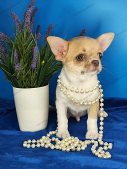 Мальчик чихуахуа с лиловым носиком