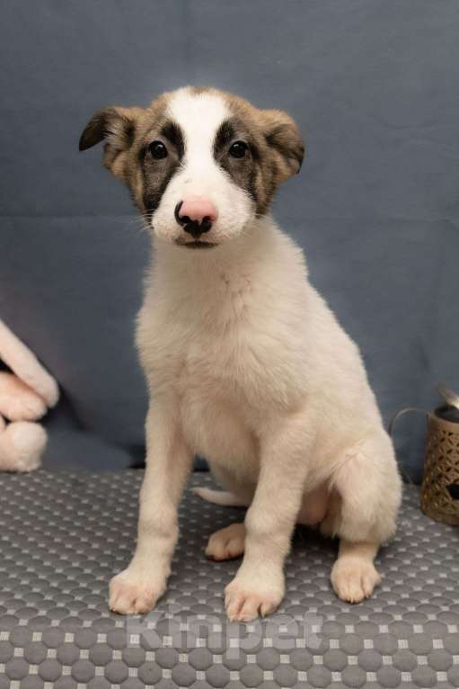 Собаки в Москве: Жду тебя, хозяин Девочка, 10 руб. - фото 4