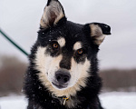 Собаки в Москве: Хаски из приюта в добрые руки Мальчик, Бесплатно - фото 6