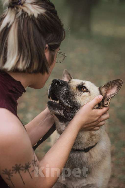 Собаки в Москве: Джек ищет дом🏠 Мальчик, 10 руб. - фото 3