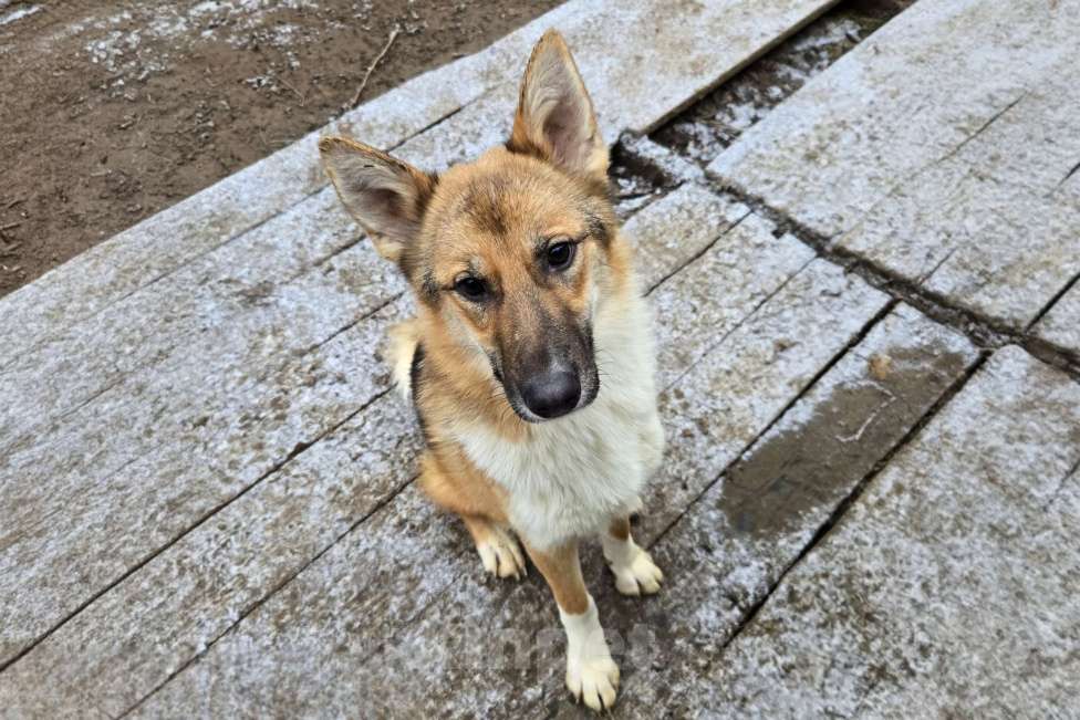 Собаки в Клине: Кешью — трепетная девочка скучает в приюте без своего человека Девочка, Бесплатно - фото 5