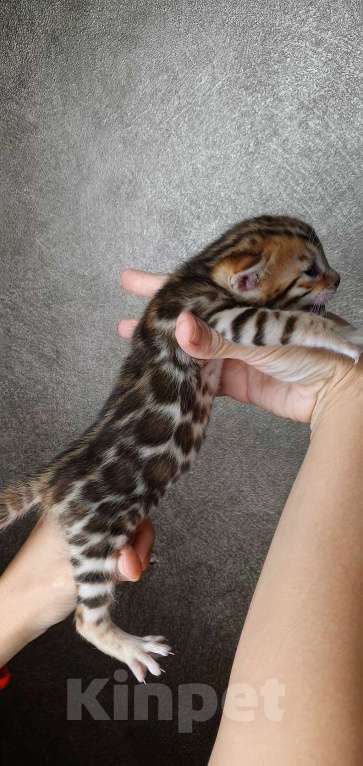 Кошки в Ставрополе: Бенгальские котята Мальчик, 40 000 руб. - фото 10