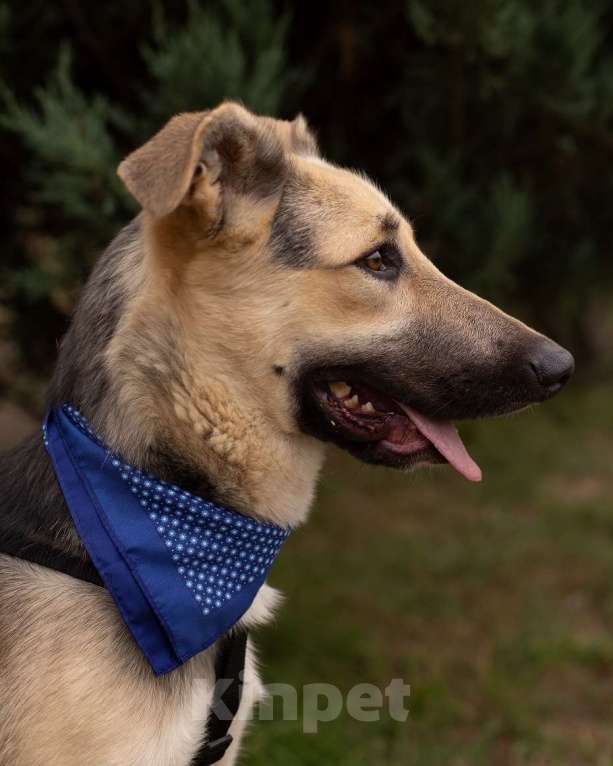 Собаки в Москве: Дионис Мальчик, Бесплатно - фото 6