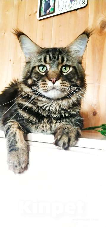 Кошки в Челябинске: 🔥🔥🔥МАЛЬЧИК МЕЙН-КУН ПИТОМНИК Мальчик, 15 000 руб. - фото 5