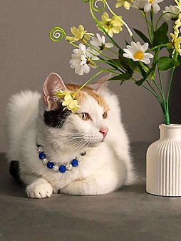 Ласковая и нежная кошечка Снежинка ищет дом