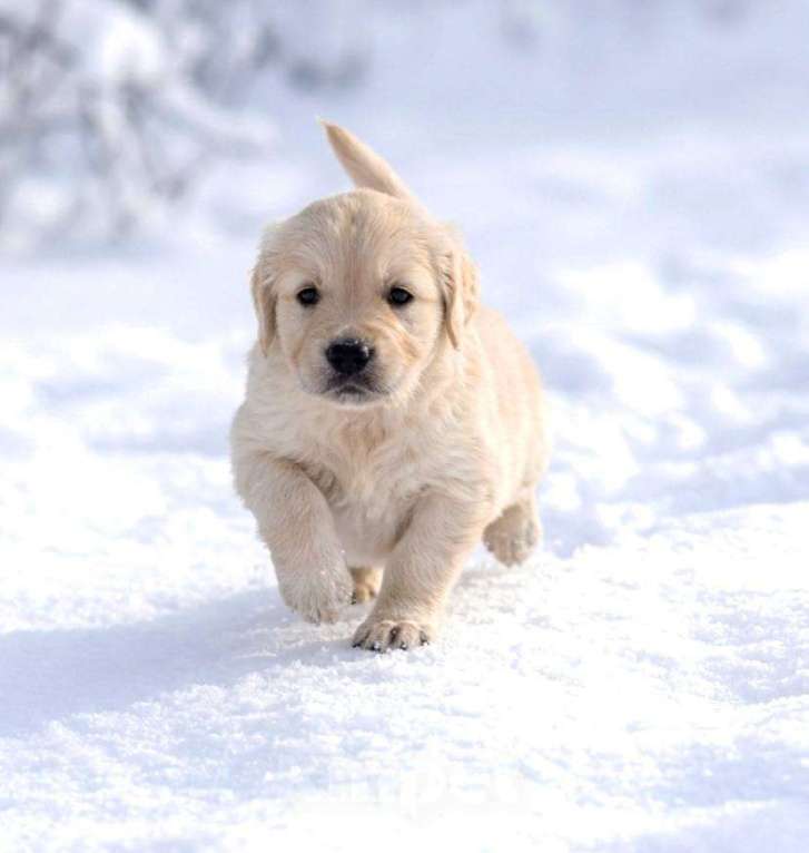 Собаки в Москве: Щенки золотистого ретривера Девочка, 100 000 руб. - фото 1