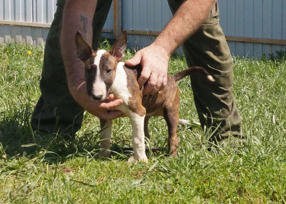 Собаки в Пушкино: крупная девочка стандартного бультерьера (Мега) Девочка, 80 000 руб. - фото 2