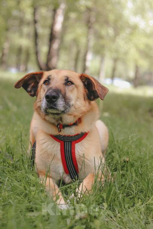 Собаки в Москве: Ласковая умница Эльза ждет хозяев Девочка, Бесплатно - фото 4