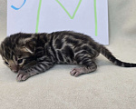 Кошки в Ростове-на-Дону: Бенгальские тигрята Мальчик, 60 000 руб. - фото 8
