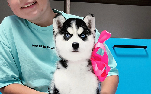 Хаски Щенки Разных окрасов