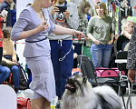 Собаки в Москве: Вязка  Мальчик, 30 000 руб. - фото 2