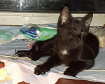 Кошки в Орлове: Кошечка в добрые руки., Бесплатно - фото 2
