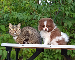 Собаки в Дубне: Шпиц, мальчик, щенок Мальчик, 40 000 руб. - фото 3