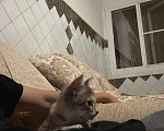 Кошки в Грозном: Хороший красивый котенок Девочка, Бесплатно - фото 1