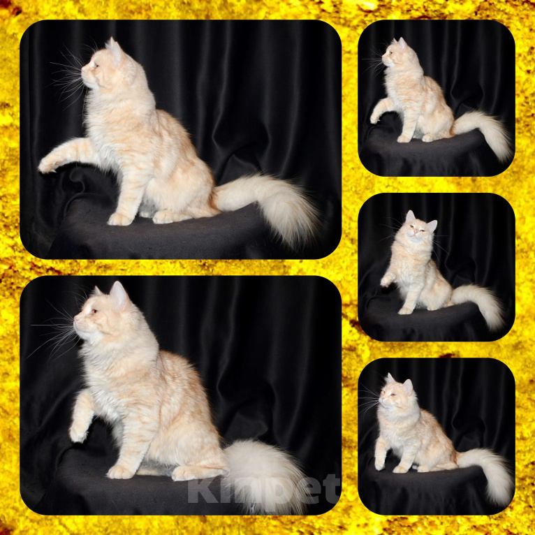 Кошки в Тюмени: Сибирский котёнок Мальчик, 15 000 руб. - фото 5