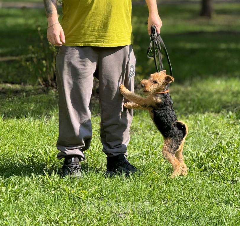Собаки в Казани: Уматная девочка  Девочка, 45 000 руб. - фото 4