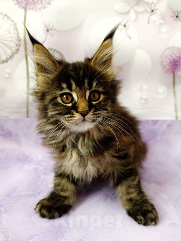 Кошки в Москве: Хлоя Девочка, 75 000 руб. - фото 2