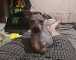 Собаки в Санкт-Петербурге: Американский голый терьер щенок (5 месяца) Мальчик, 30 000 руб. - фото 2