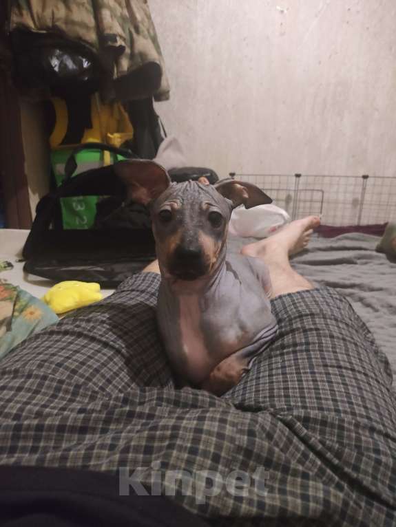 Собаки в Санкт-Петербурге: Американский голый терьер щенок (5 месяца) Мальчик, 30 000 руб. - фото 2