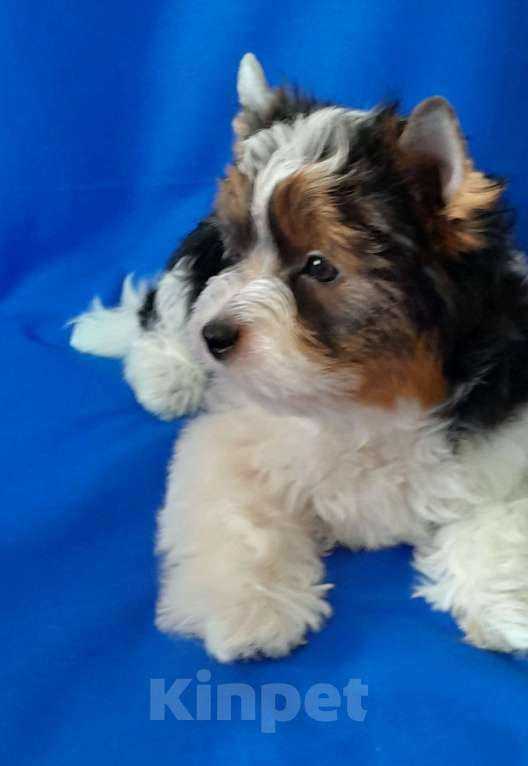 Собаки в Москве: Мальчик среднего формата Мальчик, 40 000 руб. - фото 7