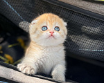 Кошки в Домодедово: 🐾 КОТЯТА ПОРОДЫ СКОТИШ-ФОЛД! 🐾 Разнополые, 35 000 руб. - фото 7