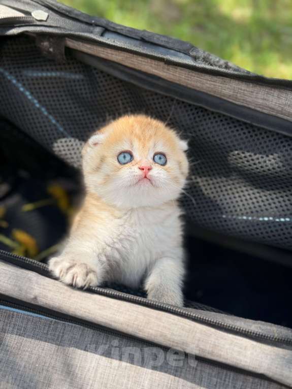 Кошки в Домодедово: 🐾 КОТЯТА ПОРОДЫ СКОТИШ-ФОЛД! 🐾 Разнополые, 35 000 руб. - фото 7
