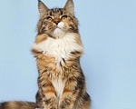 Кошки в Москве: Котята Мейн-Кун из питомника Девочка Девочка, 37 000 руб. - фото 3