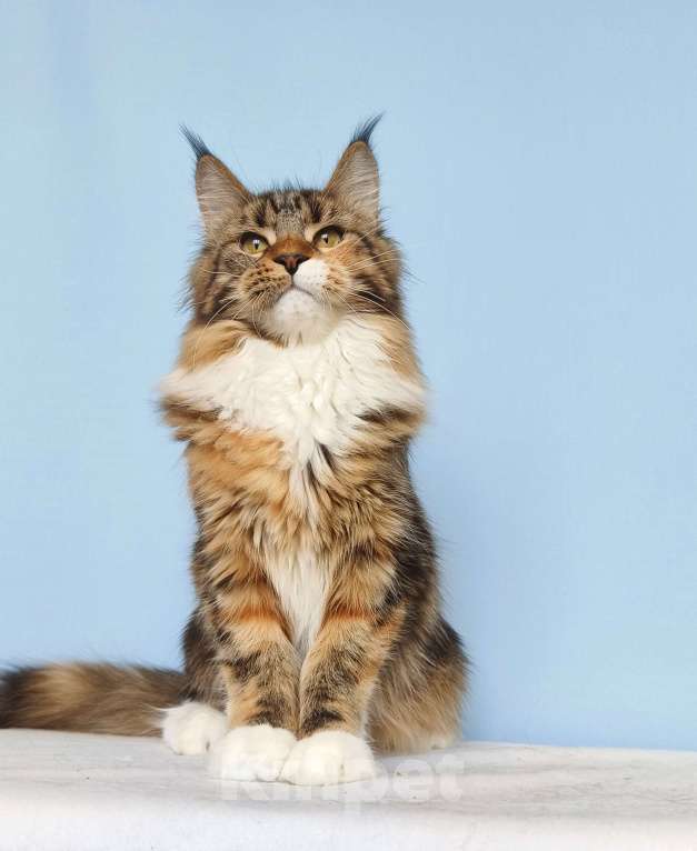 Кошки в Москве: Котята Мейн-Кун из питомника Девочка Девочка, 37 000 руб. - фото 3