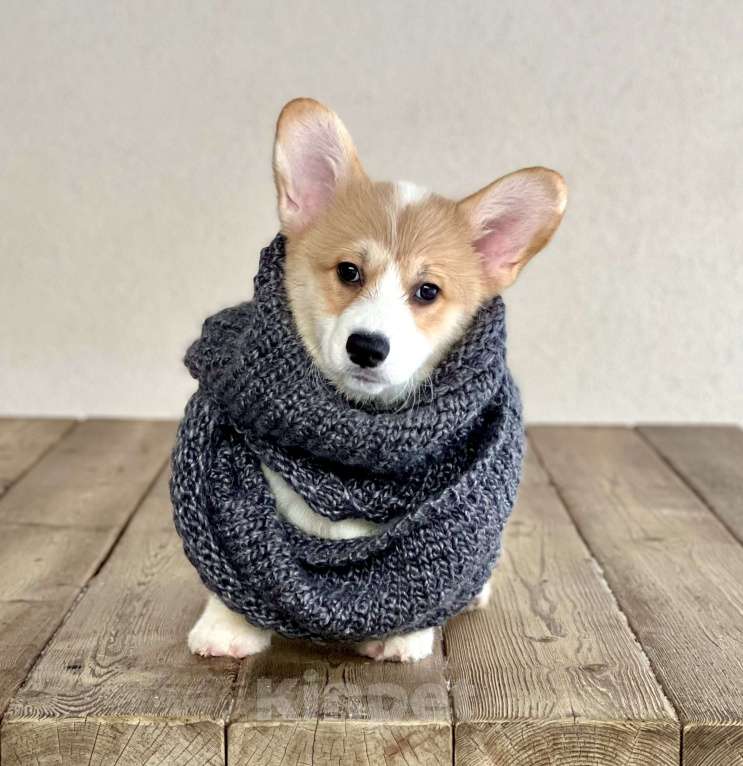 Собаки в Санкт-Петербурге: Щенок вельш корги пемброк Мальчик, Бесплатно - фото 2