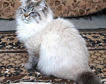 Кошки в Москве: Кошка Кенди Девочка, Бесплатно - фото 2