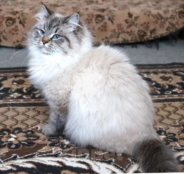 Кошки в Москве: Кошка Кенди Девочка, Бесплатно - фото 2