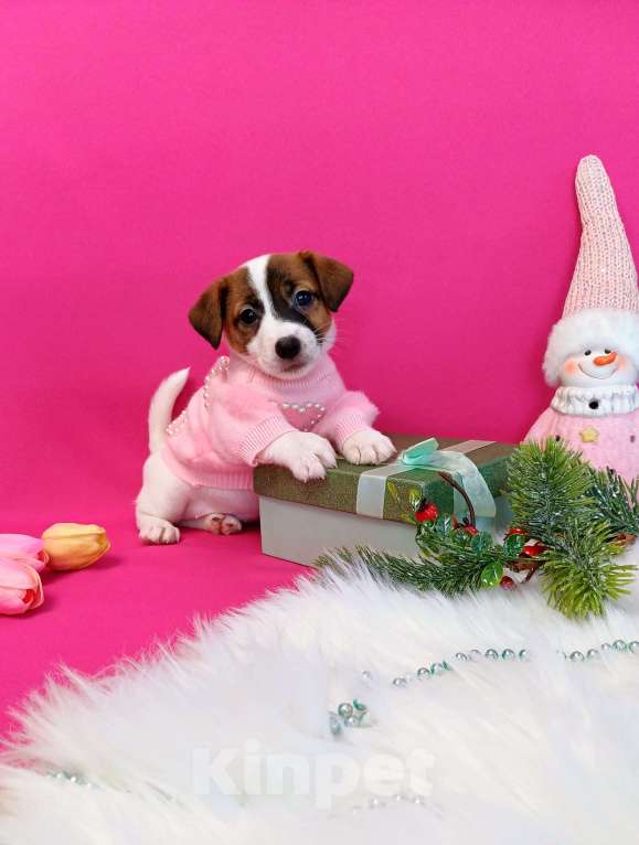 Собаки в Иркутске: Девочки и мальчики Джек Рассел терьер  Девочка, 35 000 руб. - фото 6