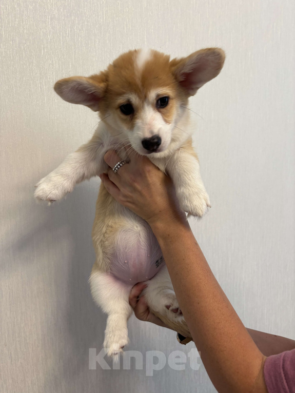 Собаки в Москве: Девочка корги пемброк  Девочка, Бесплатно - фото 5