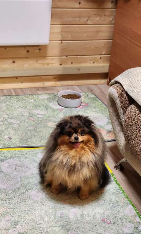 Собаки в Москве: Померанский шпиц девочка эксклюзивный окрас Девочка, 10 000 руб. - фото 2