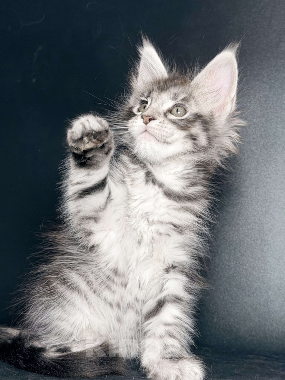 Кошки в других городах Московской области: Серебристая тигрулька Девочка, 30 000 руб. - фото 3