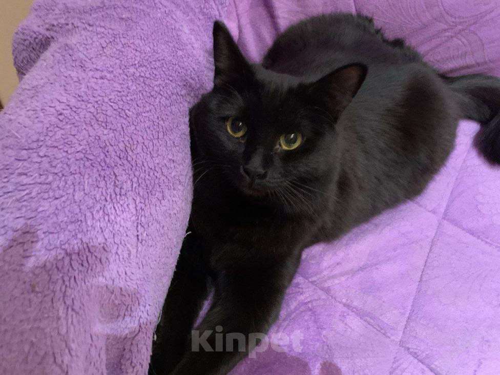 Кошки в Москве: Бросили в мороз на даче ласковую кошку  Девочка, Бесплатно - фото 4