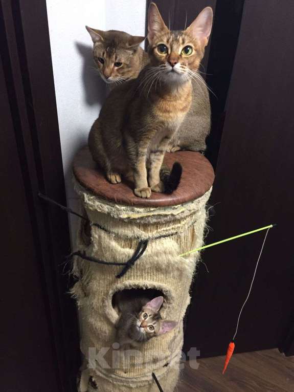 Кошки в других городах Московской области: Котята Чаузи, домашние тигриные львы Мальчик, 20 000 руб. - фото 8