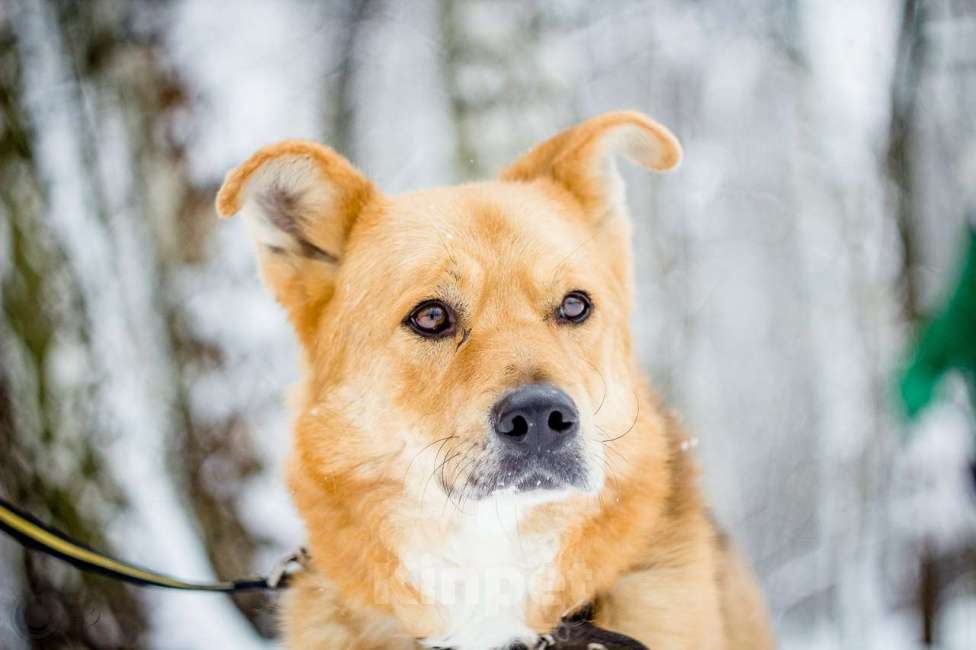 Собаки в Москве: Норман Мальчик, Бесплатно - фото 3