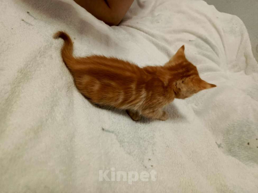 Кошки в Новосибирске: Кошечки и котики Мальчик, Бесплатно - фото 6