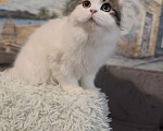 Кошки в Брянске: Шотландский вислоухий котенок  Мальчик, 5 000 руб. - фото 6