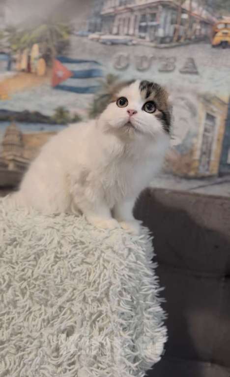 Кошки в Брянске: Шотландский вислоухий котенок  Мальчик, Бесплатно - фото 6