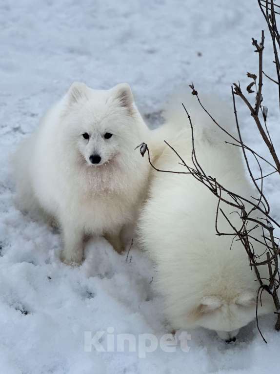 Собаки в Москве: Нинке Рыцарский Дух Из Воронцовского Дворца  Мальчик, 70 000 руб. - фото 4