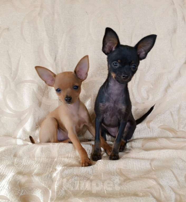 Собаки в Санкт-Петербурге: Гладкошёрстные щенки  Мальчик, 30 000 руб. - фото 2